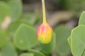 Image result for Capparis cartilaginea