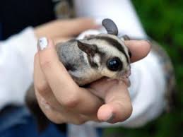 Best Pets For College Students Lifelessons Lifestyle Lifeincolor Guineapigs Decentsizedcage Cheapramennoodles Pets In 2020 Sugar Glider Pets Baby Animals