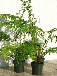 Prune freely to maintain desired size and shape. Australian Tree Fern Cyathea Cooperi Brentwood In 4 Pot Kens Philodendrons