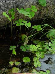 Image result for Marsilea vera