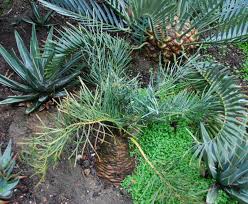 Image result for Macrotyloma stenophyllum