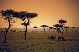 Habitat synonyms, habitat pronunciation, habitat translation, english dictionary definition of habitat. Grassland Facts For Kids
