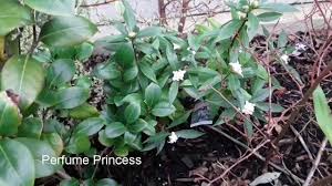 We did not find results for: Daphne Perfume Princess Winter Colour And Strong Scent Youtube