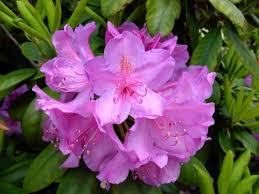 Bonsai mempunyai banyak jenisnya, mulai dari bonsai termahal, bonsai juara, bonsai mame, bonsai langka, bonsai buah, bonsai bunga dan yang lainnya. Aku Ingin Tahu Bunga Azalea Yang Mematikan Azalea Atau Facebook