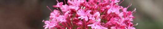 Image result for Centranthus