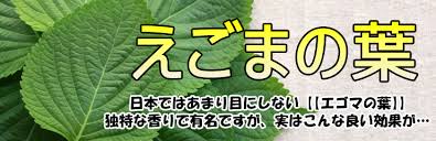 エゴマの葉 韓国産 1束16 20枚入り 冷蔵 野菜 韓国卸市場の本家 大卸のasia市場 業務用 まとめ買い 通販