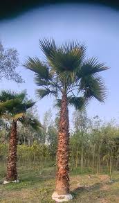 Image result for Washingtonia filifera