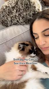 3 Southern Cats And Momma W Kristi Cates