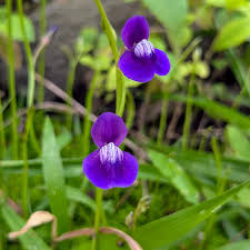 Image result for Utricularia arenaria
