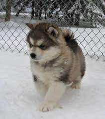 Check spelling or type a new query. Pin On Puppies
