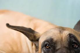 When carrying a large dog, you want to wrap your arms around both sets of legs. Can Great Danes Go Up And Down Stairs Great Dane Care