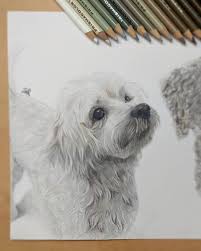 Tal Rak Art On Instagram All Done With Fido Sketchbook Animalart Dogart Process Progress Drawing Colored Poodle Drawing Maltese Poodle Dog Art