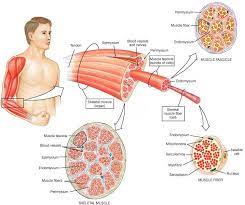 Skeletal Muscle Tissue Muscular System Anatomy Skeletal Muscle Muscle Anatomy