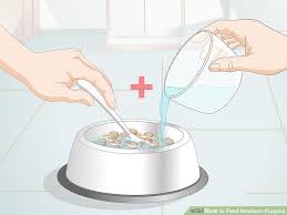 How To Feed Newborn Puppies 11 Steps With Pictures Wikihow