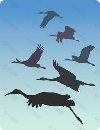 沙丘鹤( sand hill crane)机警怕人，很远见人就飞走。 保护色与玉米地浑然一体，更难拍摄到调情一幕。 æ²™ä¸˜é¹¤å›¾ç‰‡ æ²™ä¸˜é¹¤ç´ æ æ²™ä¸˜é¹¤æ¨¡æ¿å…è´¹ä¸‹è½½ å…­å›¾ç½'