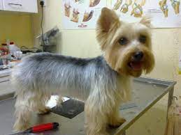 Silky Terrier Short Haircut Yorkie Dogs Silky Terrier Yorkie