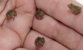 Do tadpoles kill each other? Caring For Tadpoles From Egg To Froglet Pethelpful