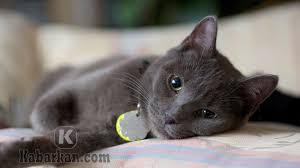 Check spelling or type a new query. Kode Alam Kucing Kawin Ketabrak Mati 2d 3d 4d Erek Erek Primbon