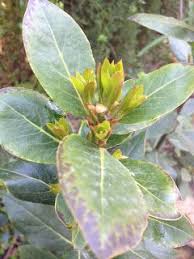 Ramins Taste Lorbeer Heilwirkung Und Genuss Pflanzen Genuss Bitterstoffe