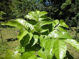 Image result for Clausena lansium