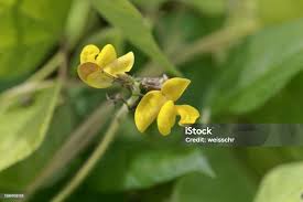 Image result for Vigna umbellata
