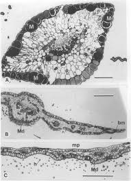 Image result for Octolepis decalepis