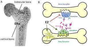 Image result for Tissue-selective Estrogen Complex