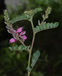 Image result for Indigofera sordida