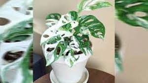 Satu Helai Daun Janda Bolong Jenis Ini Laku Rp 15 Juta Ini Tanaman Hias Monstera Paling Mahal Lo Bangka Pos