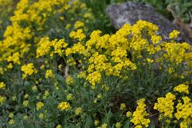 Image result for Aurinia