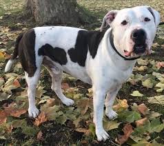 When they become an adult, the weight and height of a bully pit can fluctuate at around 68 to 120 pounds and 13 to 21 inches. American Bulldog X Dogo Argentino X Bullterrier Kastrierter Rude Ca 60 Cm Gross 36 Kg Schwer 5 Jahre Alt American Bulldog Mix American Bulldog Dogs