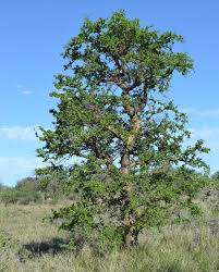 Image result for Commiphora fulvotomentosa
