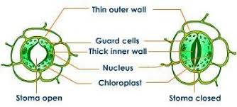 Maybe you would like to learn more about one of these? What Is A Turgid Plant Cell And What Does It Do Quora