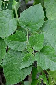 Image result for Physalis pubescens