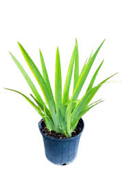 Image result for Indigofera roseo-caerulea