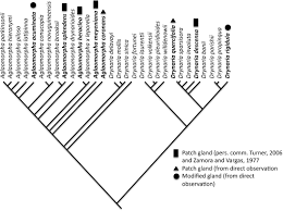 Image result for Drynaria volkensii