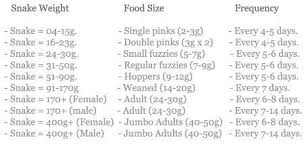 corn snake food chart google search pet snake snake