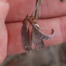 Image result for Lessertia macrostachya