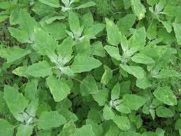 Pin Von Sabine Unterberg Auf Kochen Mit Unkrautern Aus Dem Garten Oder Natur Krauter Pflanzen Pflanzen Krauter