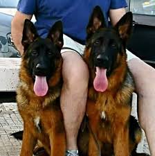 Mais ce n'est pas tout ! Chien De Race En Algerie Posts Facebook
