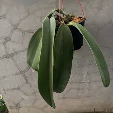 Image result for Bulbophyllum prorepens