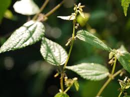 Image result for Triumfetta annua