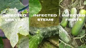 Image result for mildew on cucumbers