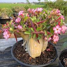 Image result for Adenium swazicum