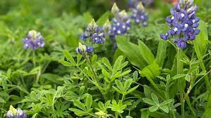 Maybe you would like to learn more about one of these? Houston In Full Bloom Where To Find Bluebonnets In And Around Houston