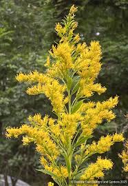 Image result for Solidago