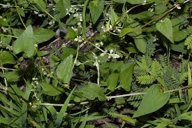 Image result for Fallopia convolvulus