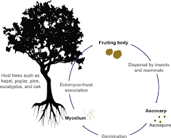Sufficient access to water is also necessary as trees will require plenty of moisture to grow and support truffle growth. Potentials Of Truffles In Nutritional And Medicinal Applications A Review Fungal Biology And Biotechnology Full Text