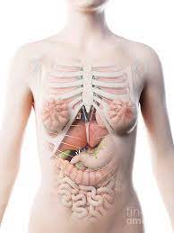 Second torso of my serie, this is my first female torso so, i was a little bit shy at the beginning. Female Upper Body Anatomy Photograph By Sebastian Kaulitzki Science Photo Library