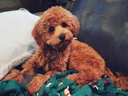 For both teacup and toy goldendoodles, breeders and pet owners report limited variation in size between male and female puppies. Spingview Mini Goldendoodles
